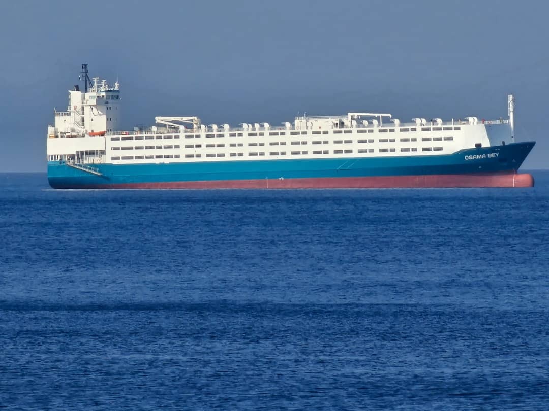 M/V OSAMA BEY - Livestock carrier vessel